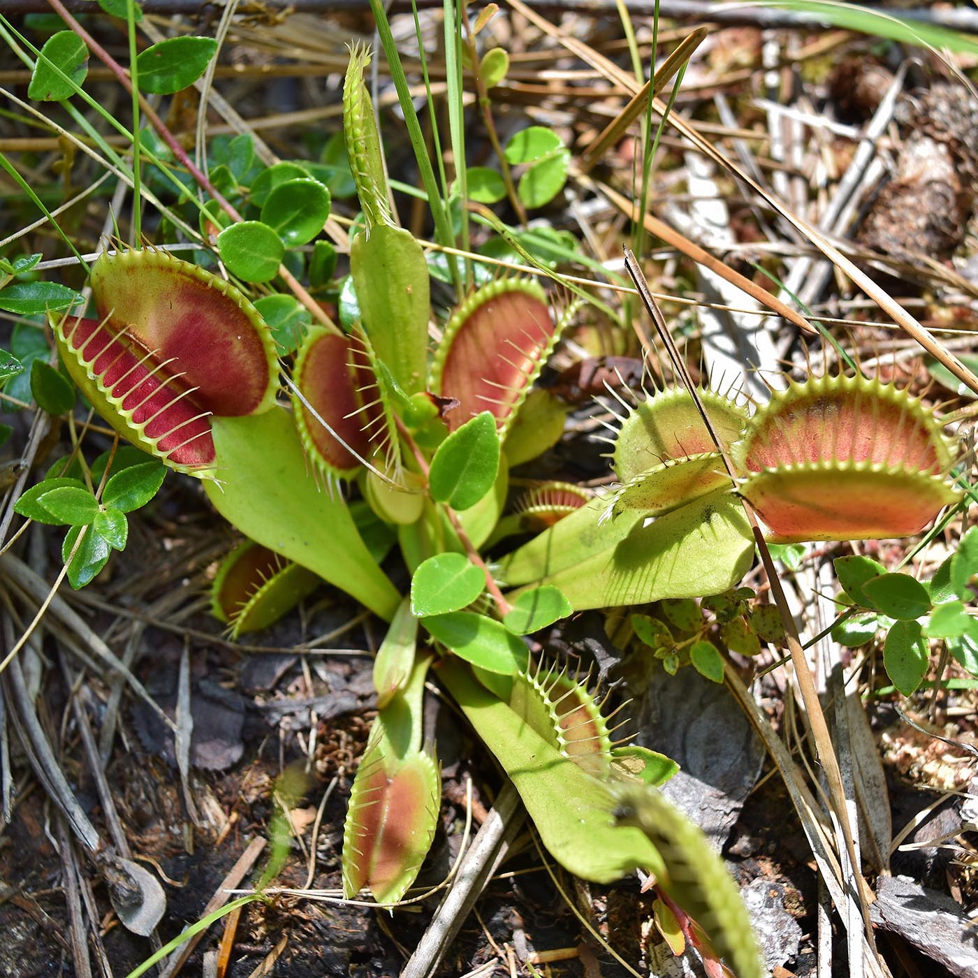 The Fascinating World of Venus Flytraps Backyard Ecology Lyssna här